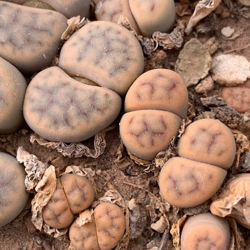 Lithops schwantesii - 10 Semi – Alta Germinabilità, Varietà Selezionata, Non-GMO