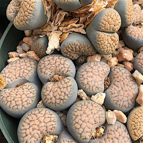 Lithops verruculosa - 10 Semi – Alta Germinabilità, Varietà Selezionata, Non-GMO