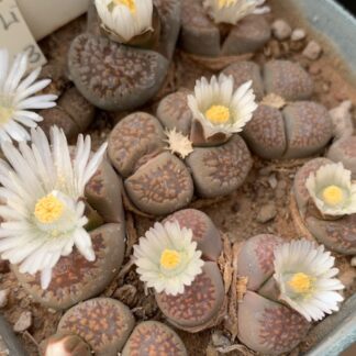 Lithops villetii - 10 Semi – Alta Germinabilità, Varietà Selezionata, Non-GMO