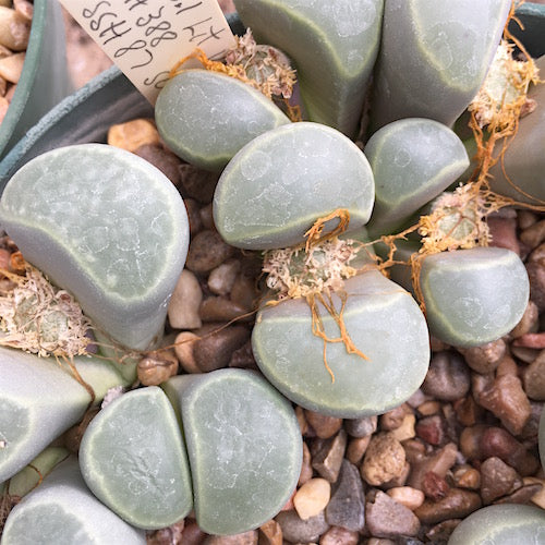 Lithops viridis - 10 Semi – Alta Germinabilità, Varietà Selezionata, Non-GMO