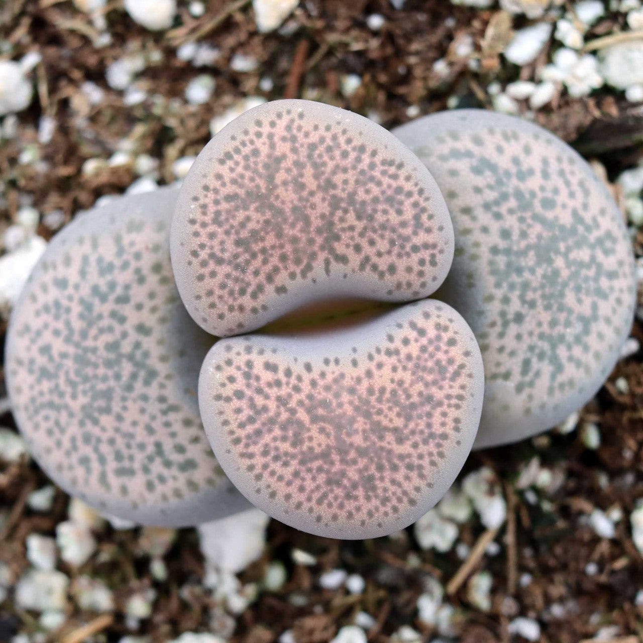 Lithops localis - 10 Semi – Alta Germinabilità, Varietà Selezionata, Non-GMO