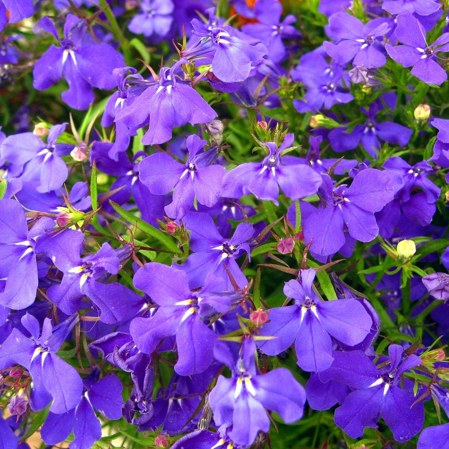 Lobelia Nana Compatta – 10 Semi, Tappeto di Fiori, Ideale per Bordure e Vasi, Bassa, Facile da Coltivare, Alta Germinabilità, Non-GMO