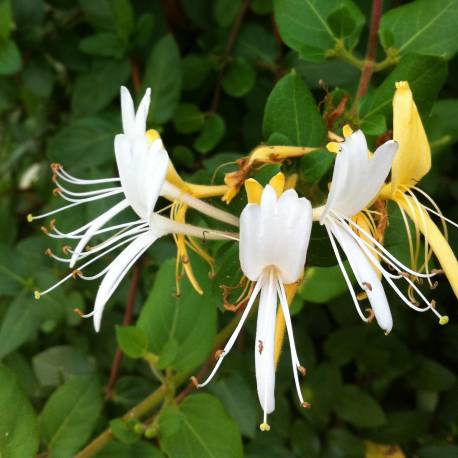 Madreselva Mediterranea – 10 Semi, Sempreverde, Esterno, Facile da Coltivare, Alta Germinabilità, Non-GMO