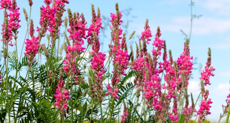 Lupinella - 200 Semi, Fiori Rosa, Foraggio, Mellifera, Facile da Coltivare, Alta Germinabilità, Non-GMO