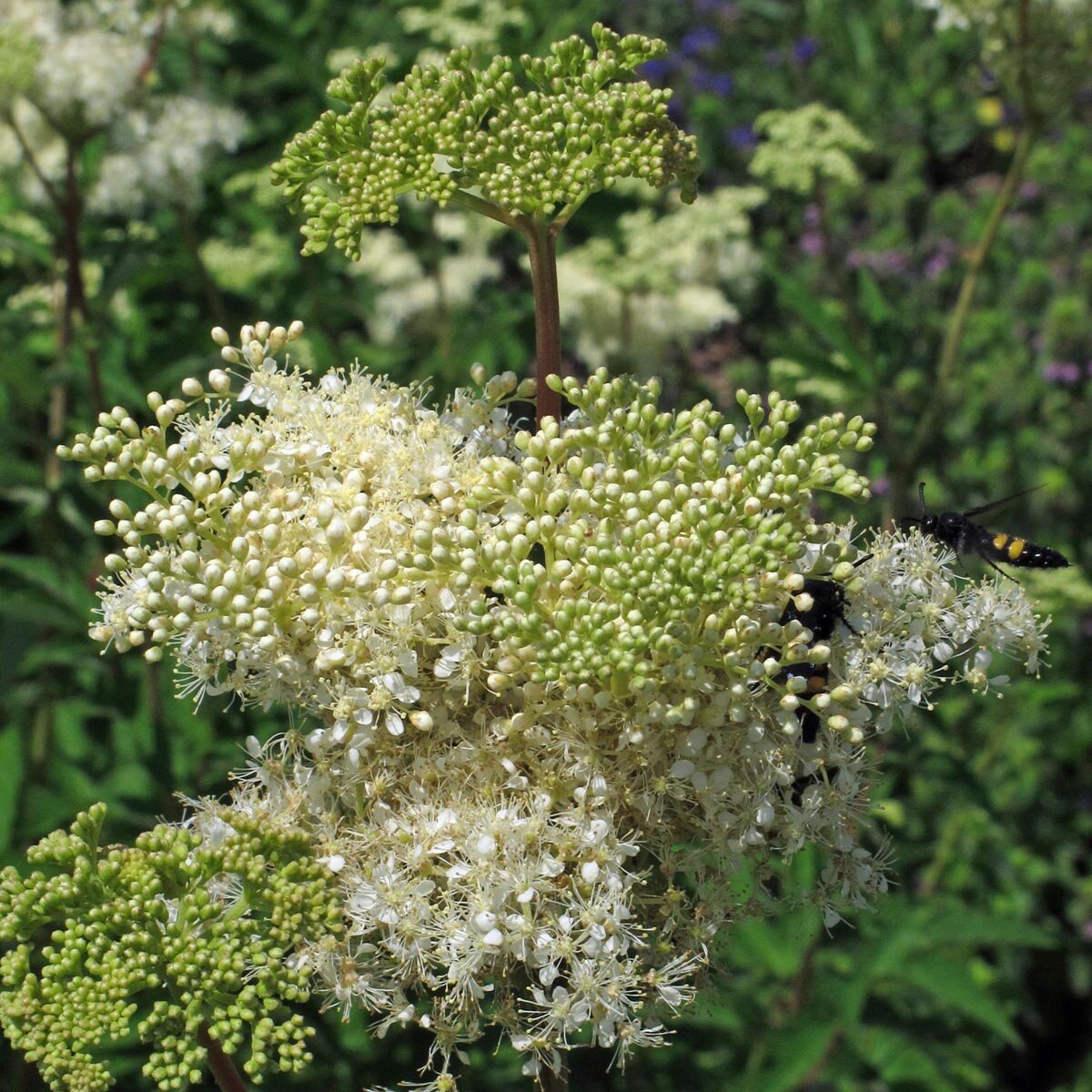 Filipendula – 10 Semi, Fiori Bianchi, Insetti, Giardino, Facile da Coltivare, Alta Germinabilità, Non-GMO