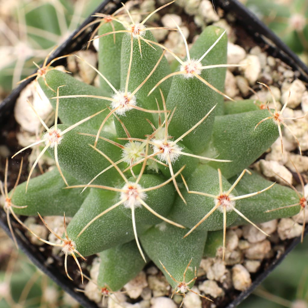 Mammillaria longimamma - 10 Semi – Alta Germinabilità, Varietà Selezionata, Non-GMO