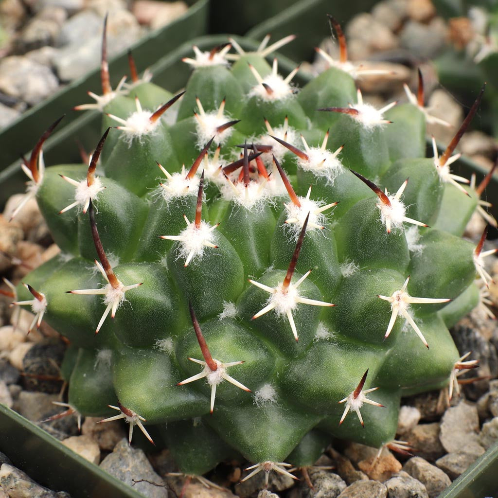 Mammillaria magnimamma - 10 Semi – Alta Germinabilità, Varietà Selezionata, Non-GMO