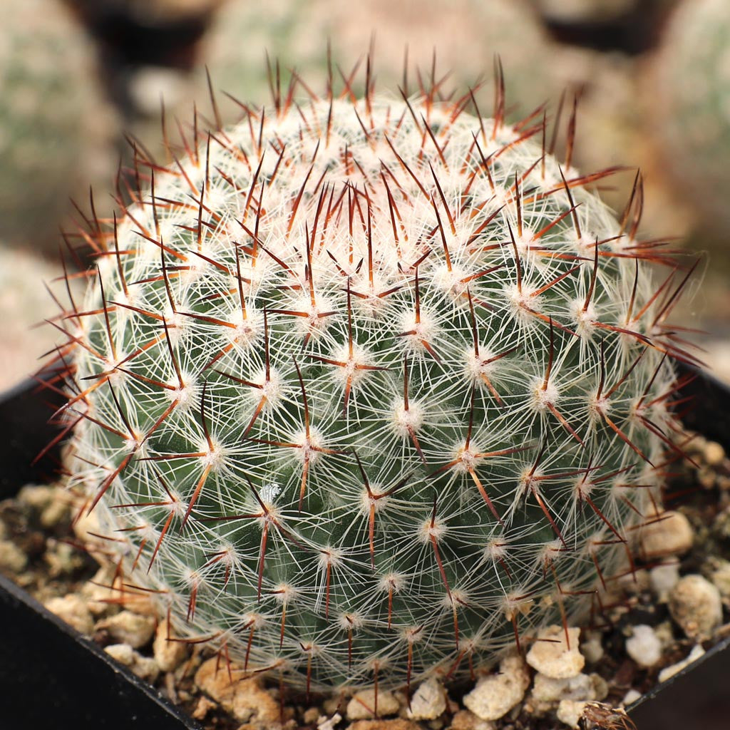 Mammillaria rhodantha - 10 Semi – Alta Germinabilità, Varietà Selezionata, Non-GMO