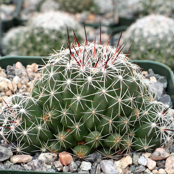 Mammillaria decipiens - 10 Semi – Alta Germinabilità, Varietà Selezionata, Non-GMO