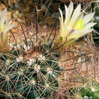 Mammillaria carretii - 10 Semi – Alta Germinabilità, Varietà Selezionata, Non-GMO
