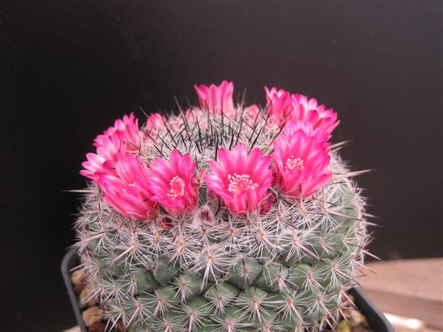 Mammillaria orcuttii - 10 Semi – Alta Germinabilità, Varietà Selezionata, Non-GMO