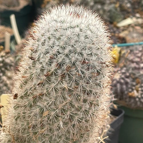 Espino Plateado – 10 Semi, Raro, Spinoso, Mediterraneo, Facile da Coltivare, Alta Germinabilità, Non-GMO