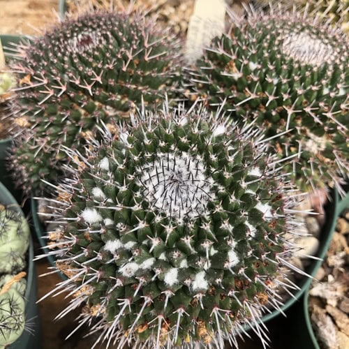 Mammillaria karwinskiana - 10 Semi – Alta Germinabilità, Varietà Selezionata, Non-GMO