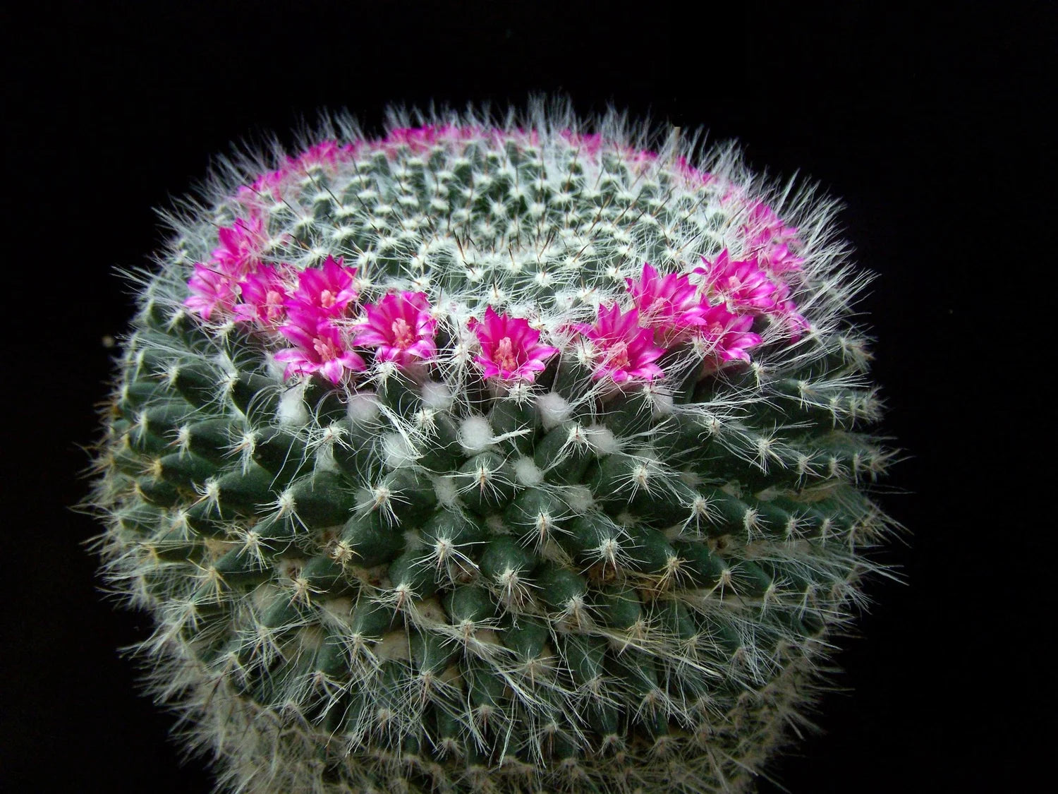 Mammillaria hahniana - 10 Semi – Alta Germinabilità, Varietà Selezionata, Non-GMO