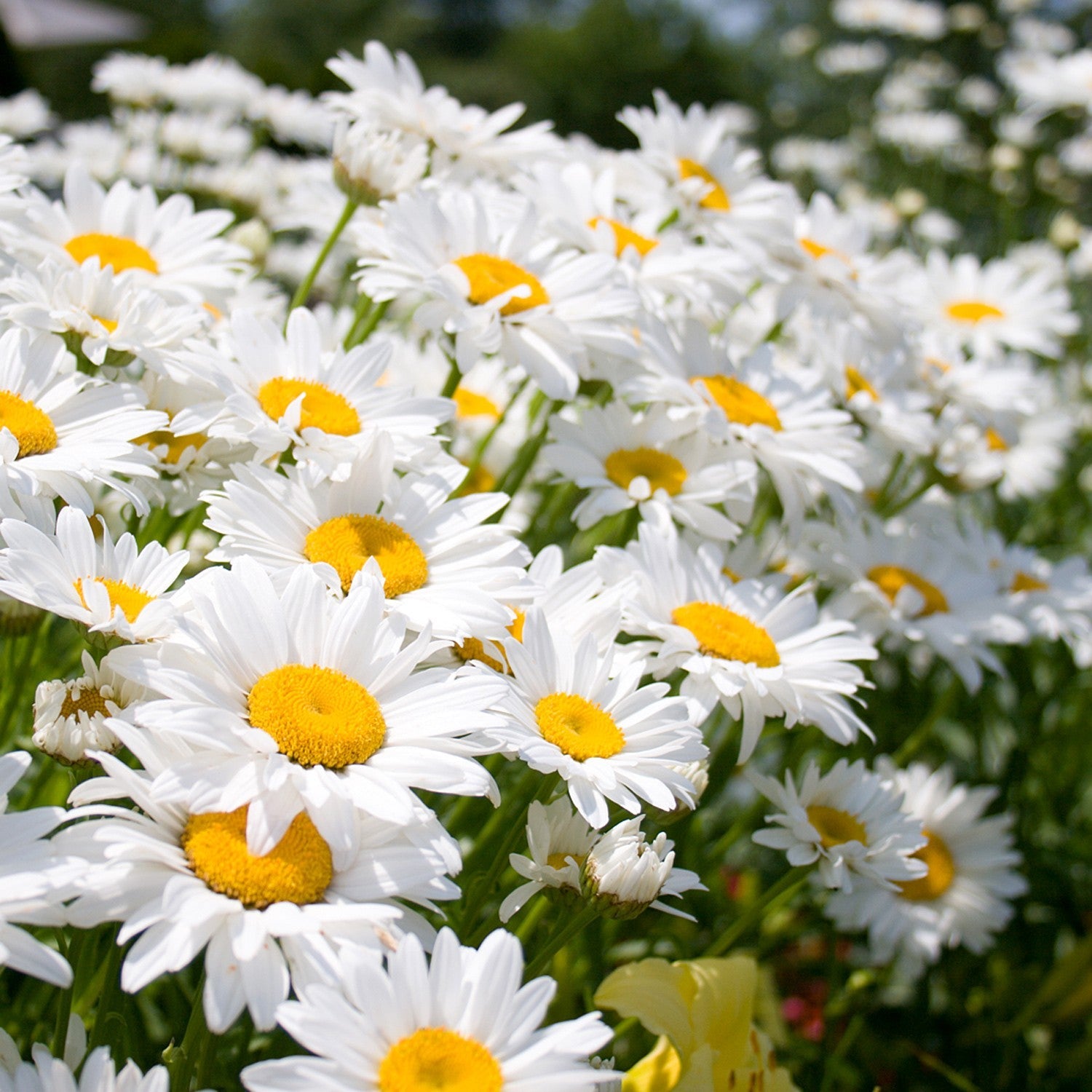 Margherita Maggiore – 10 Semi, Fiori Bianchi, Urbano, Vaso, Facile da Coltivare, Alta Germinabilità, Non-GMO