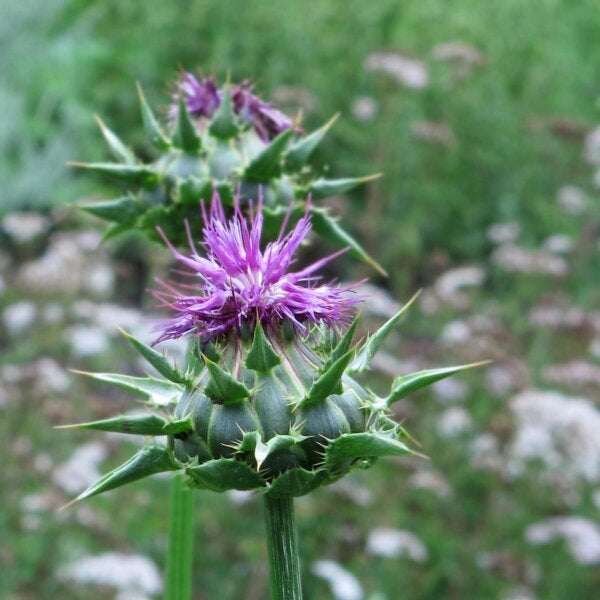 Cardo Mariano – 10 Semi, Fegato, Semi, Officinale, Facile da Coltivare, Alta Germinabilità, Non-GMO