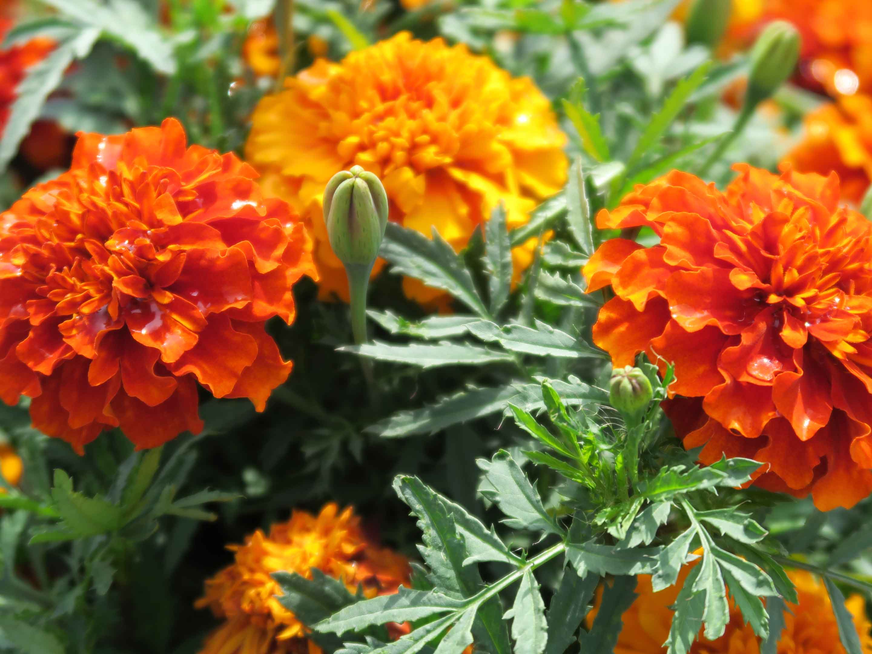 Tagete – 10 Semi, Fiori Arancio, Anti-nematodi, Orto, Facile da Coltivare, Alta Germinabilità, Non-GMO