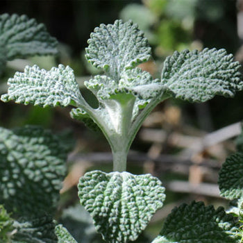 Marrubio – 10 Semi, Tosse, Amaro, Officinale, Facile da Coltivare, Alta Germinabilità, Non-GMO