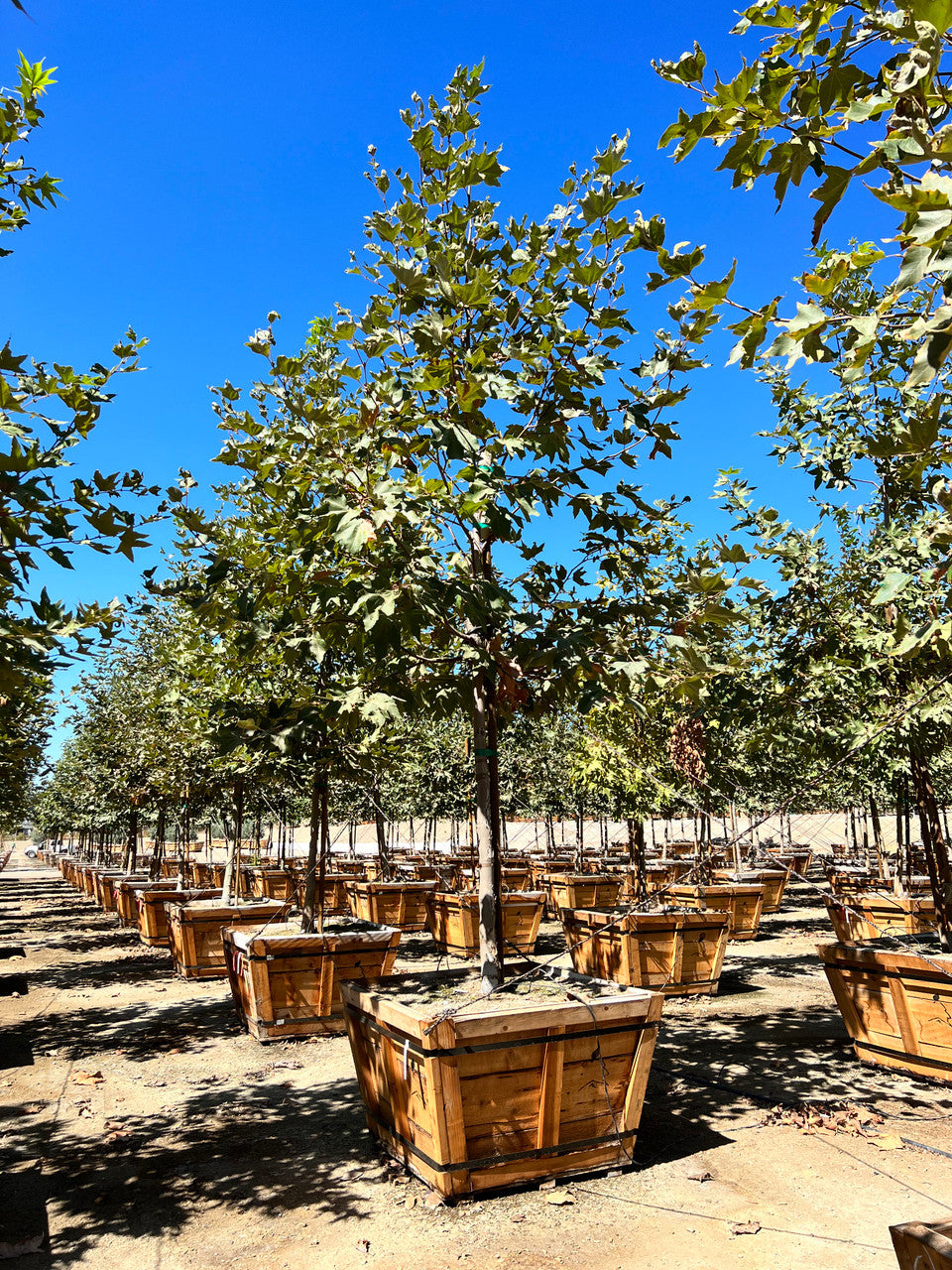Platano della California – 10 Semi, Platanus Racemosa, Per Climi Secchi, Robusto, Facile da Coltivare, Alta Germinabilità, Non-GMO