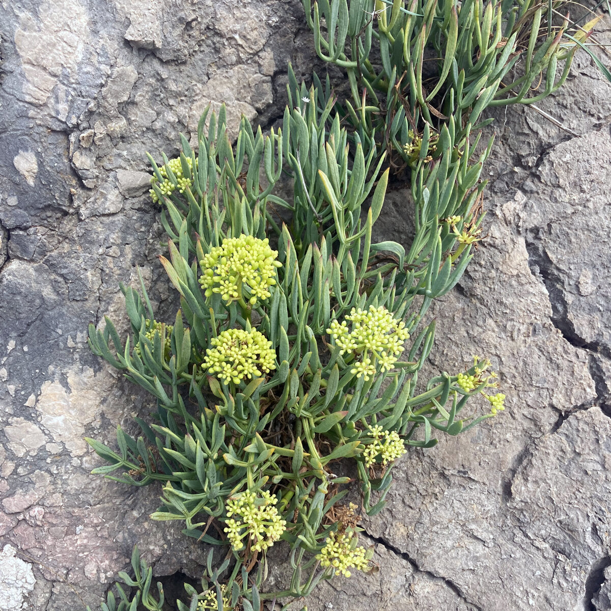 Finocchio Marino – 10 Semi, Mediterraneo, Sapido, Scogliera, Facile da Coltivare, Alta Germinabilità, Non-GMO