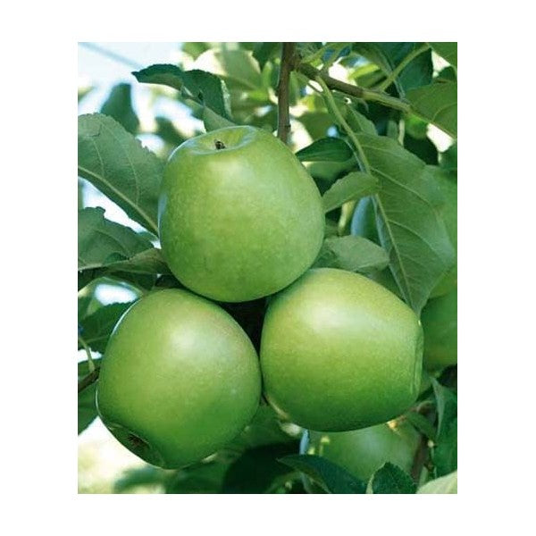 Melo Granny Smith – 10 Semi, Mela Verde Croccante, Gusto Acidulo e Fresco, Orto, Facile da Coltivare, Alta Germinabilità, Non-GMO