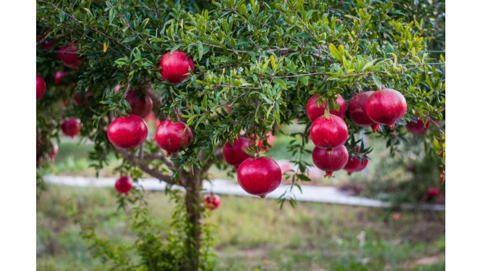Punica Granatum – 10 Seeds – Pomegranate, Antioxidant Fruit, Ornamental Tree, Ideal for Gardens and Vases, Decorative