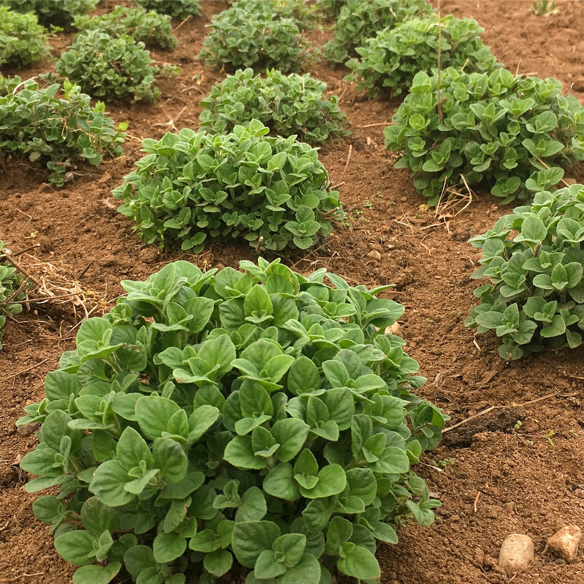 Mentuccia – 10 Semi, Poleo, Digestiva, Aromatico, Facile da Coltivare, Alta Germinabilità, Non-GMO