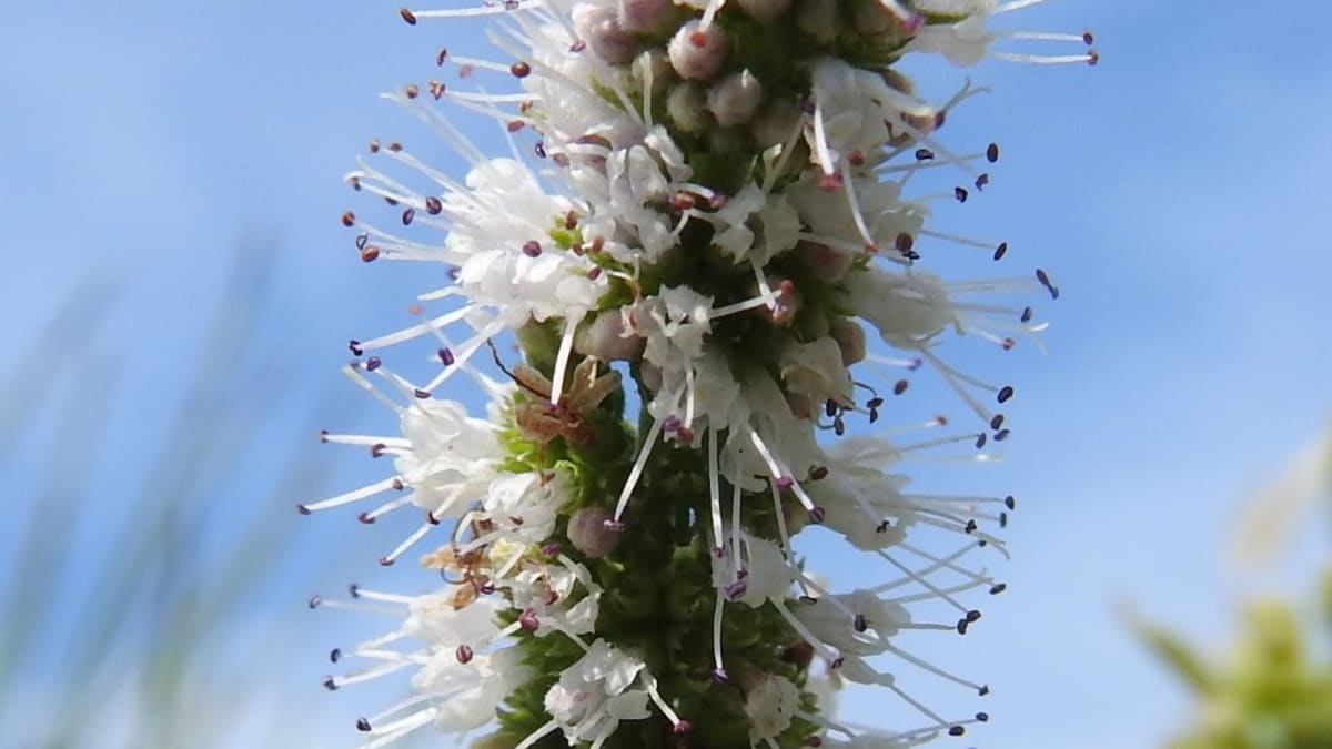 Hyptis Suaveolens – 20 Semi – Menta Selvatica, Pianta Aromatica, Fiori Viola, Ideale per Giardini e Bordure, Attira Api
