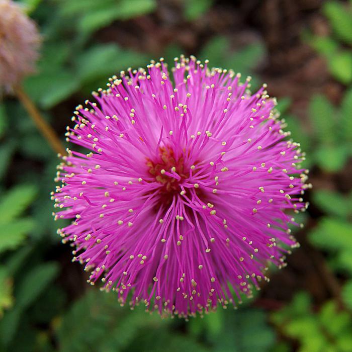Mimosa Pudica Gigante – 30 Semi – Sensitiva, Rara, Alta Germinabilità, Pianta Decorativa, Non-GMO