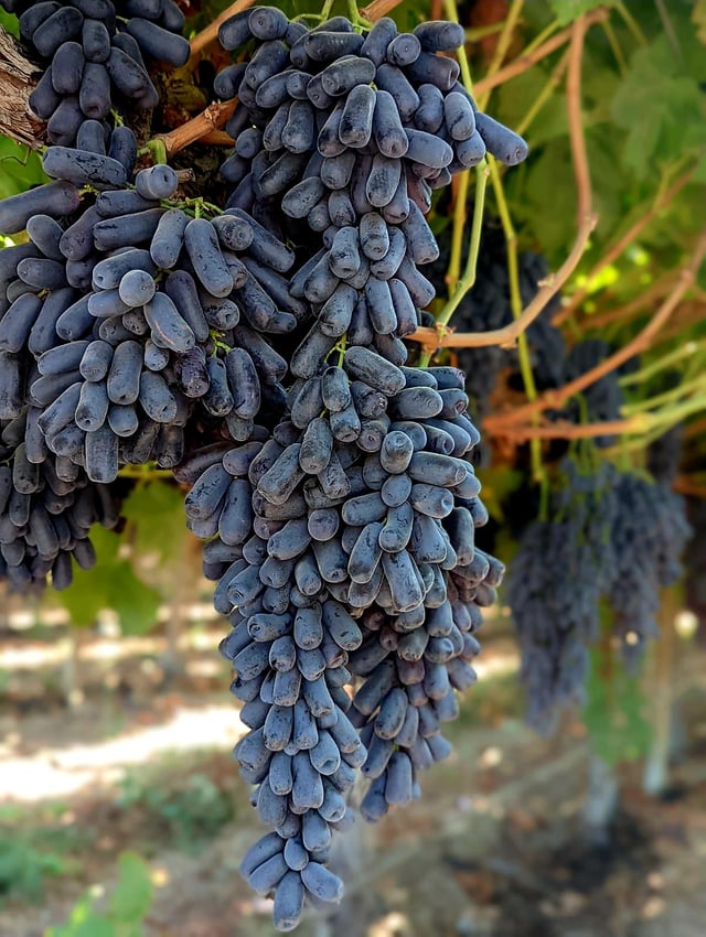Uva Goccia di Luna – 10 Semi, Acini Allungati, Dolce, Varietà Rara, Facile da Coltivare, Alta Germinabilità, Non-GMO