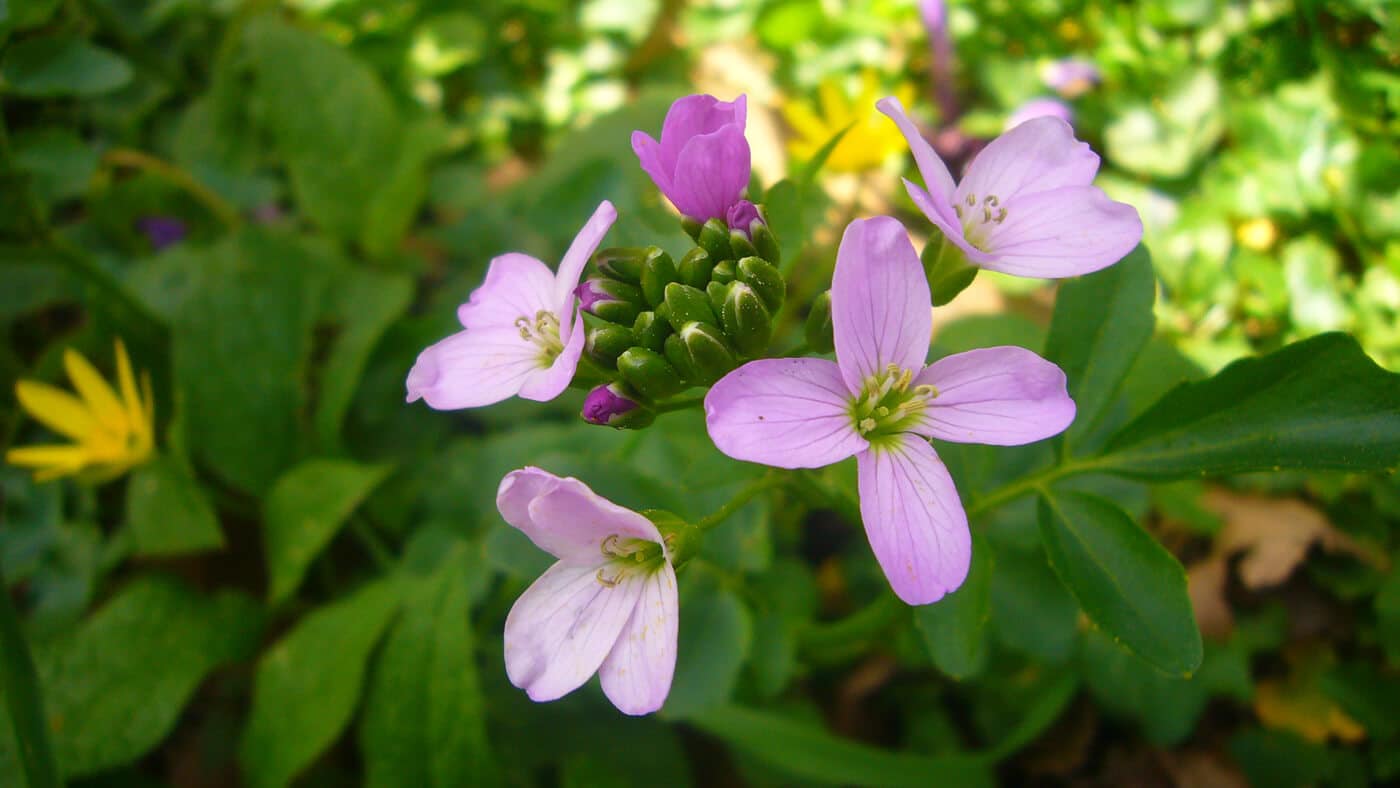 Moricandia Moricandioides – 10 Semi, Insetti, Paesaggio, Esterno, Facile da Coltivare, Alta Germinabilità, Non-GMO