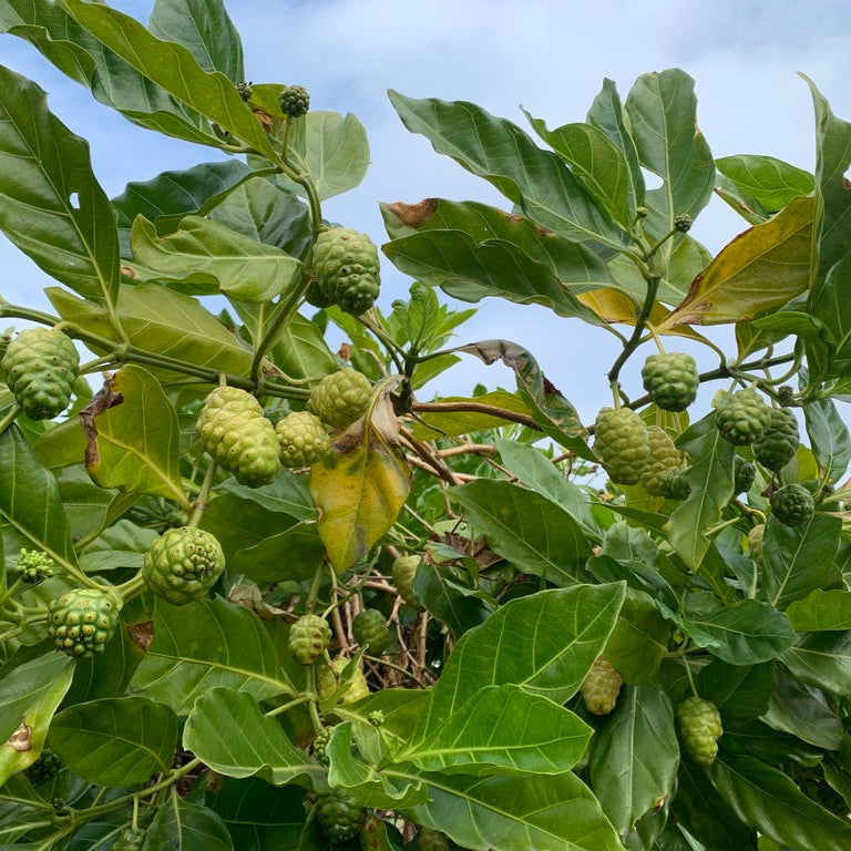 Morinda Citrifolia – 30 Semi – Noni o Gelso Indiano, Frutto Esotico, Proprietà Benefiche, Ideale per Climi Tropicali, Raro