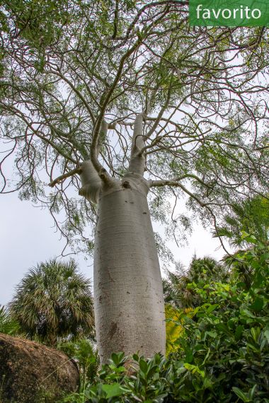 Moringa Drouhardii – 10 Semi, Tronco a Bottiglia, Madagascar, Rara, Facile da Coltivare, Alta Germinabilità, Non-GMO