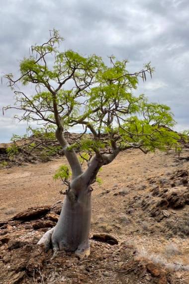 Moringa Ovalifolia – 10 Semi, Tronco Succulento, Namibia, Esotica, Facile da Coltivare, Alta Germinabilità, Non-GMO