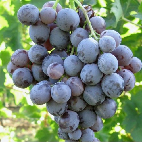 Semi di Moscato d'Amburgo - 10 semi - Uva da Tavola Nera e Aromatica, Sementi per Orto e Giardino, Semi di Vite Non OGM Alta Resa
