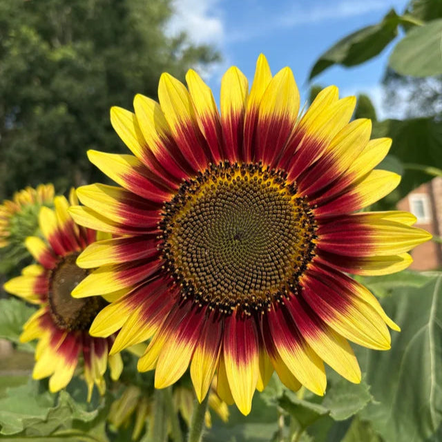 Girasole Autumn Beauty – 30 semi – Mix autunnale, multicolore, ottimo per bordure, bouquet e decorazioni