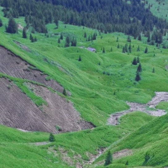 Semi di Prato per Scarpate - 10.000 semi - Speciale per il consolidamento del terreno, ideale per pendii e scarpate.