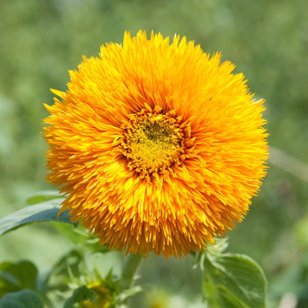 Girasole Teddy Bear – 30 semi – Nano a fiore doppio, soffice, compatto, adatto a vasi e balconi