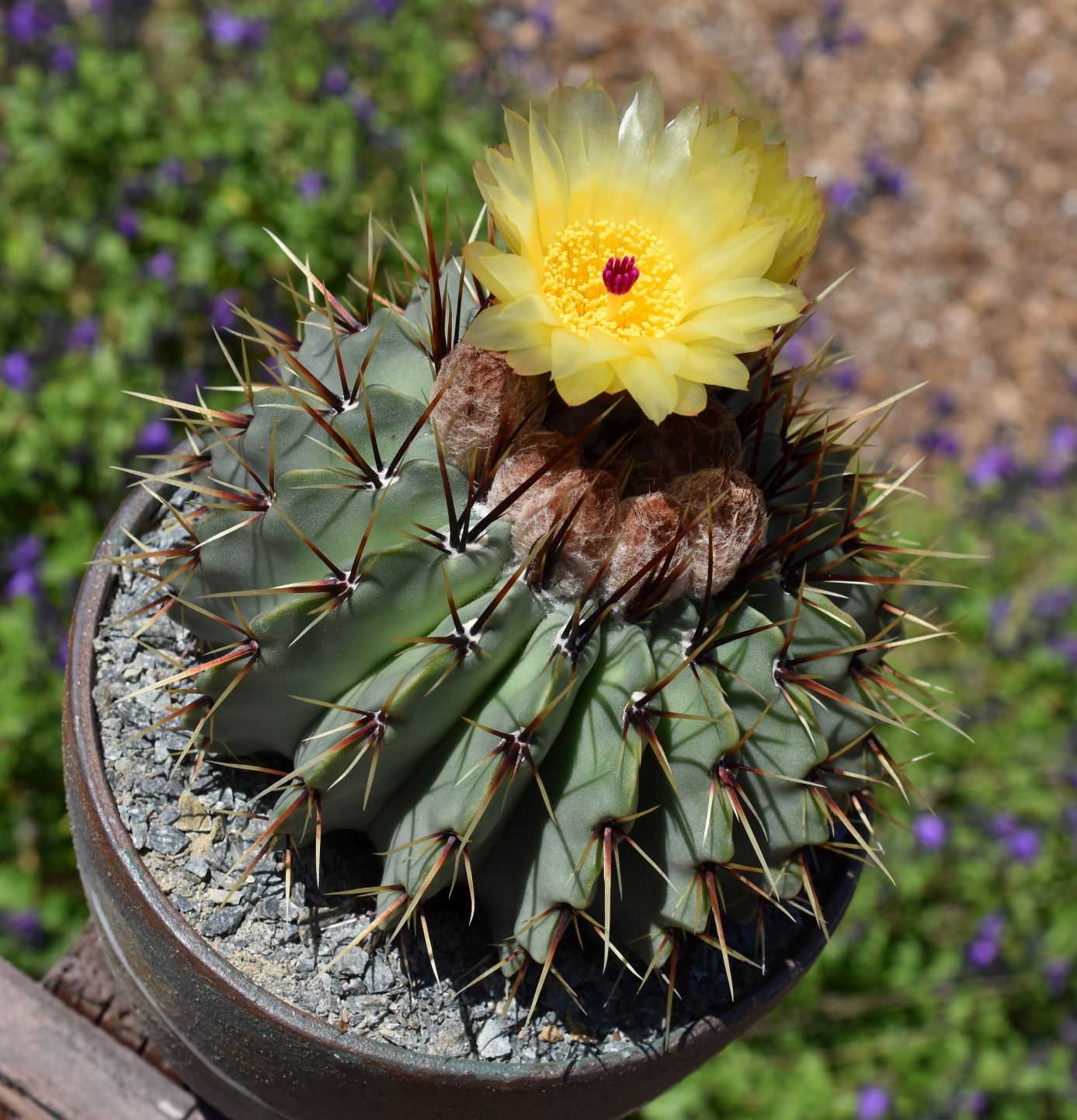 Parodia subterranea - 10 Semi – Alta Germinabilità, Varietà Selezionata, Non-GMO