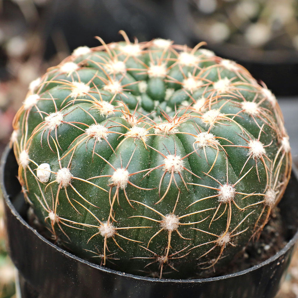 Parodia werdermanniana - 10 Semi – Alta Germinabilità, Varietà Selezionata, Non-GMO