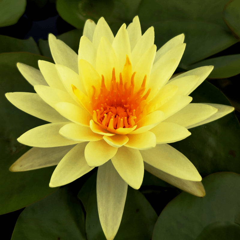 Ninfea Colonnello A.J. Welch – 15 Semi – Fiore Grande, Colore Intenso, Ideale per Laghetti Ornamentali
