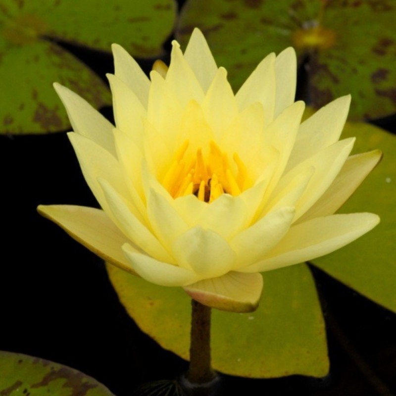 Ninfea Joey Tomocik – 15 Semi – Fiore Giallo Brillante, Ideale per Laghetti Luminosi