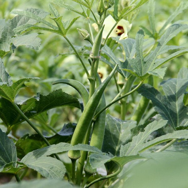 10 Semi di Abelmoschus Esculentus - Semi Freschi, Alta Germinabilità, No-GMO