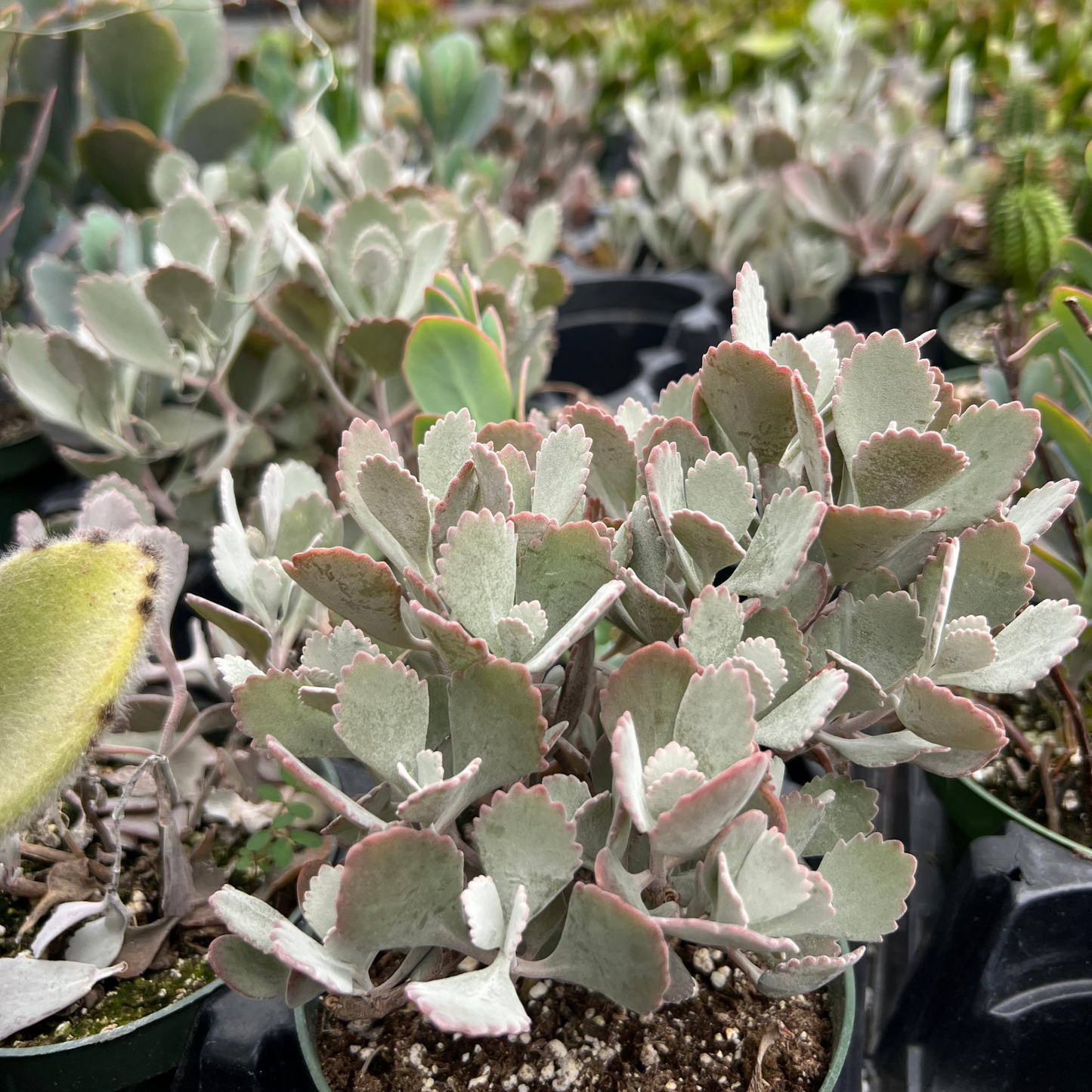 Kalanchoe pumila - 10 Semi – Alta Germinabilità, Varietà Selezionata, Non-GMO