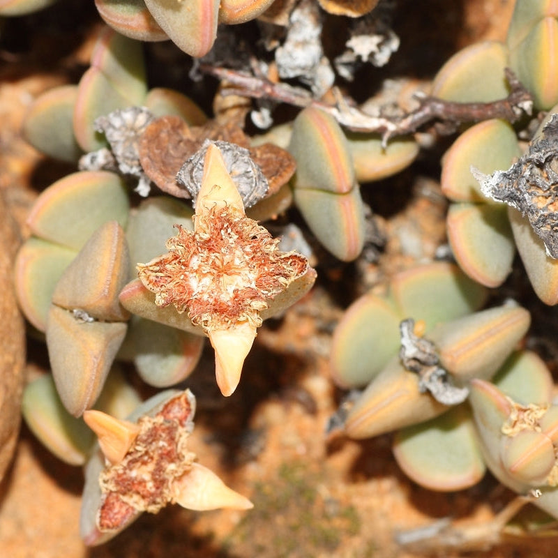 Zeuktophyllum - 10 Seeds – High Germination, Selected Variety, Non-GMO