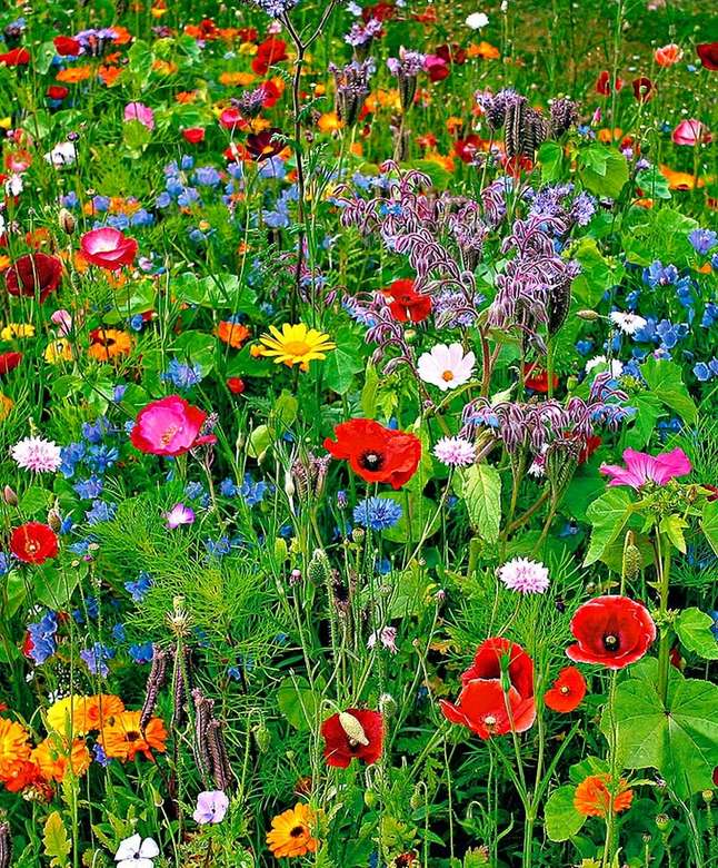 IPG Tall Flower Meadow Mix – 10,000 Seeds, Wild Meadow Effect, Colorful and Tall Flowers, Biodiversity, Easy to Grow, High Germination, Non-GMO