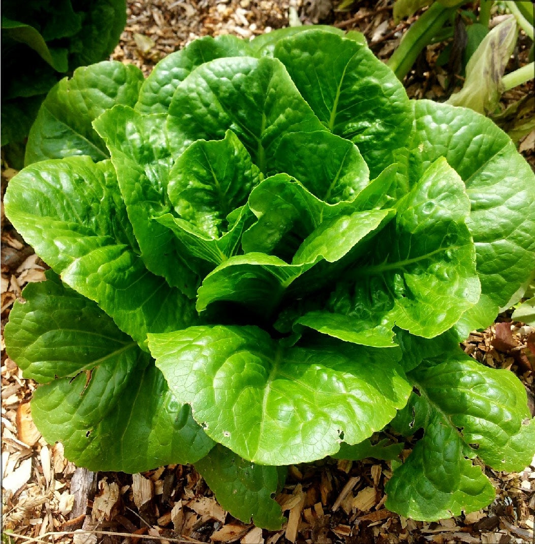 Lattuga Romana Lenta a Montare – 30 Semi, Resistente al Caldo, Estiva, Facile da Coltivare, Alta Germinabilità, Non-GMO