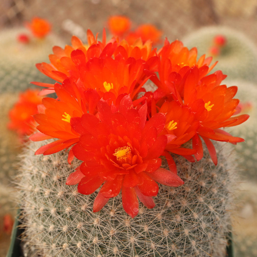 Parodia haselbergii - 10 Semi – Alta Germinabilità, Varietà Selezionata, Non-GMO