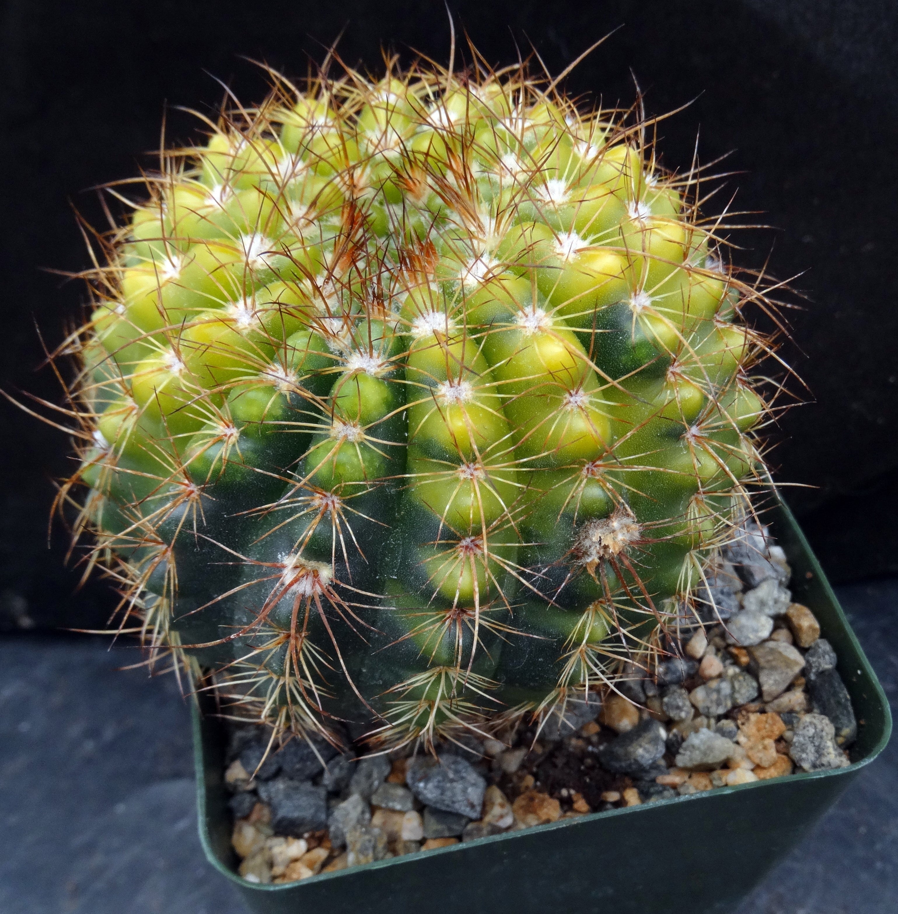 Parodia crassigibba - 10 Semi – Alta Germinabilità, Varietà Selezionata, Non-GMO