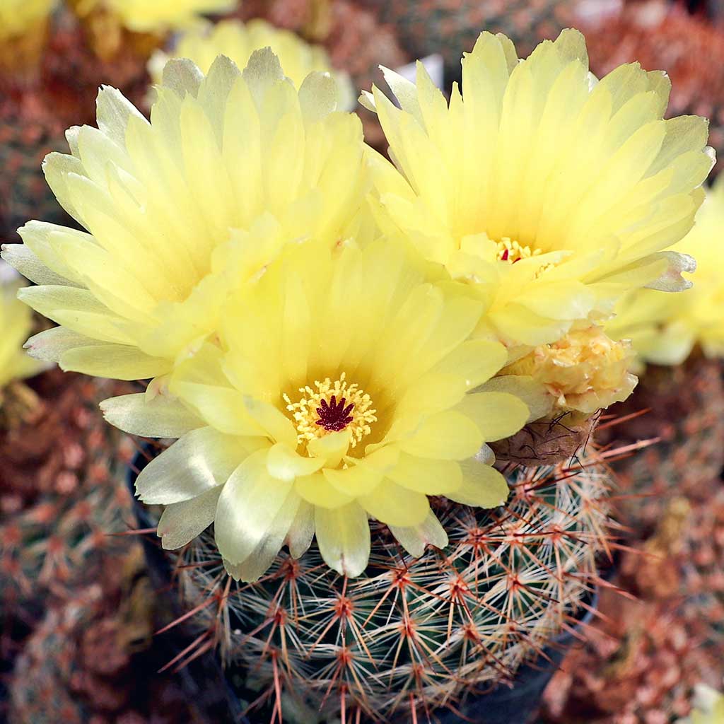 Parodia × erubescens - 10 Semi – Alta Germinabilità, Varietà Selezionata, Non-GMO